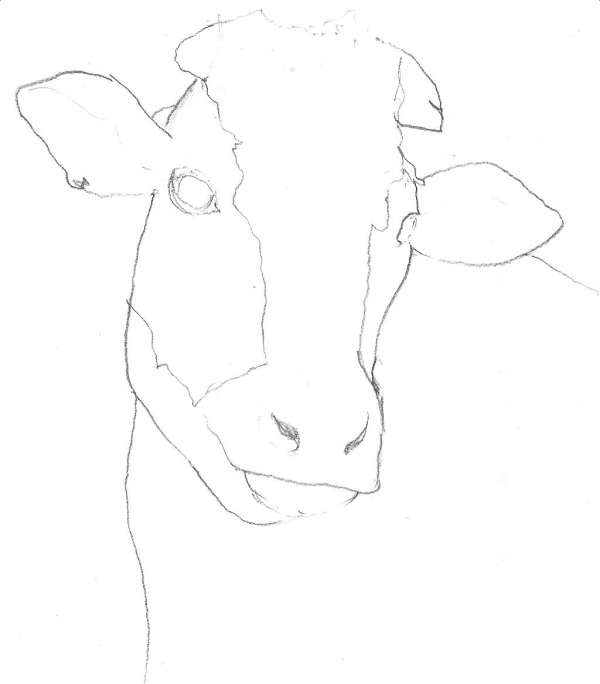 Creation of cow: Step 1